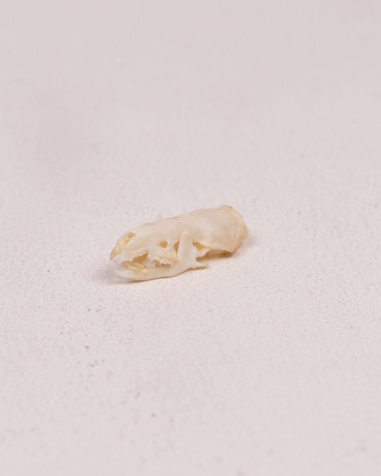 Shrew Animal Skull Specimen