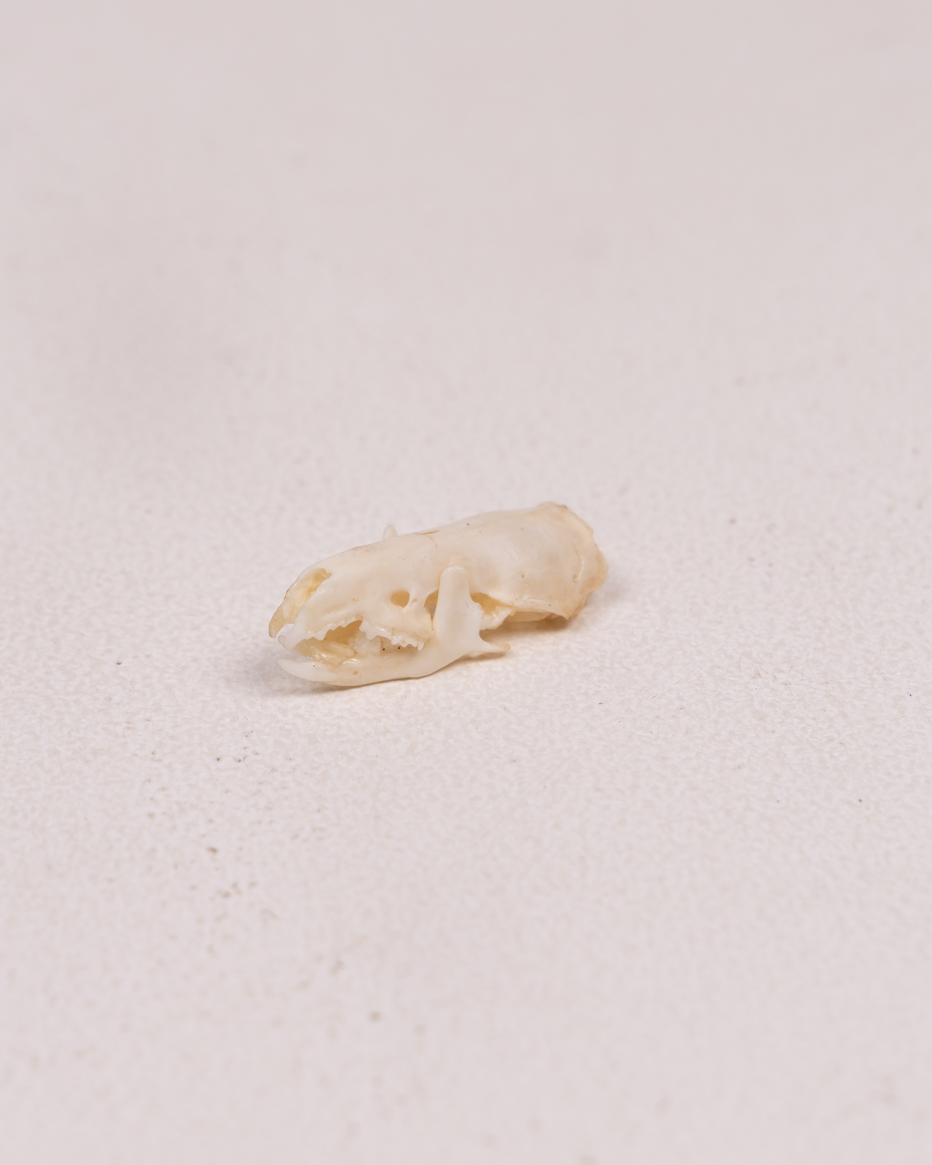 Shrew Animal Skull Specimen