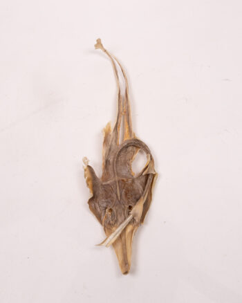 Mummified Dried Ray Specimen with Natural Texture