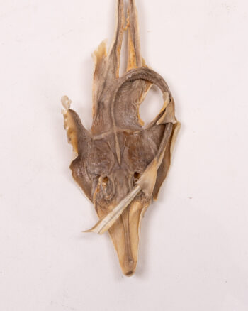 Mummified Dried Ray Specimen with Natural Texture