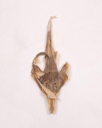 Mummified Dried Ray Specimen with Natural Texture