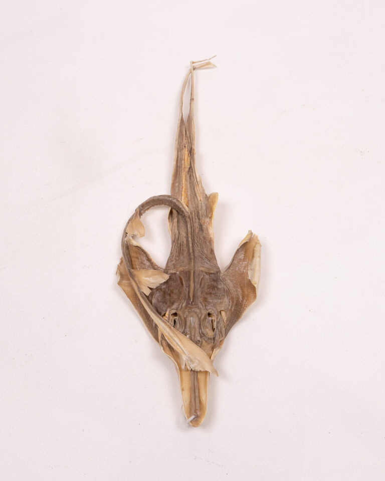 Mummified Dried Ray Specimen with Natural Texture
