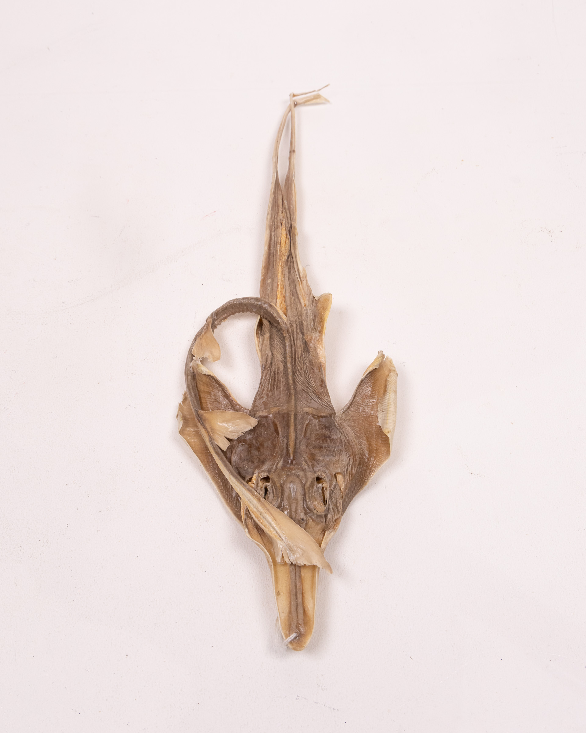 Mummified Dried Ray Specimen with Natural Texture