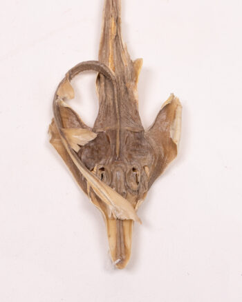 Mummified Dried Ray Specimen with Natural Texture