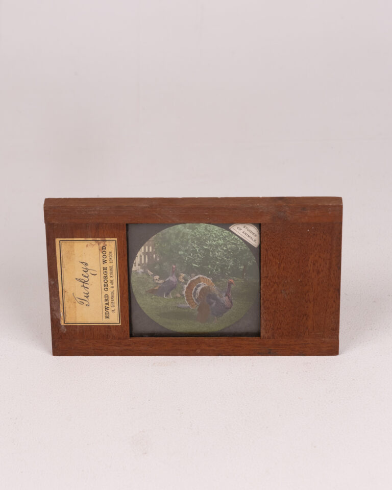 Edward George Wood Antique Framed Lantern Slide - 'Turkeys' Image