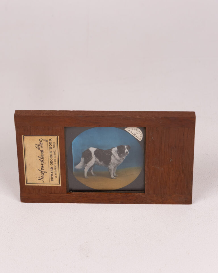 Vintage Magic Lantern Slide Newfoundland Dog Edward George Wood c.1900s