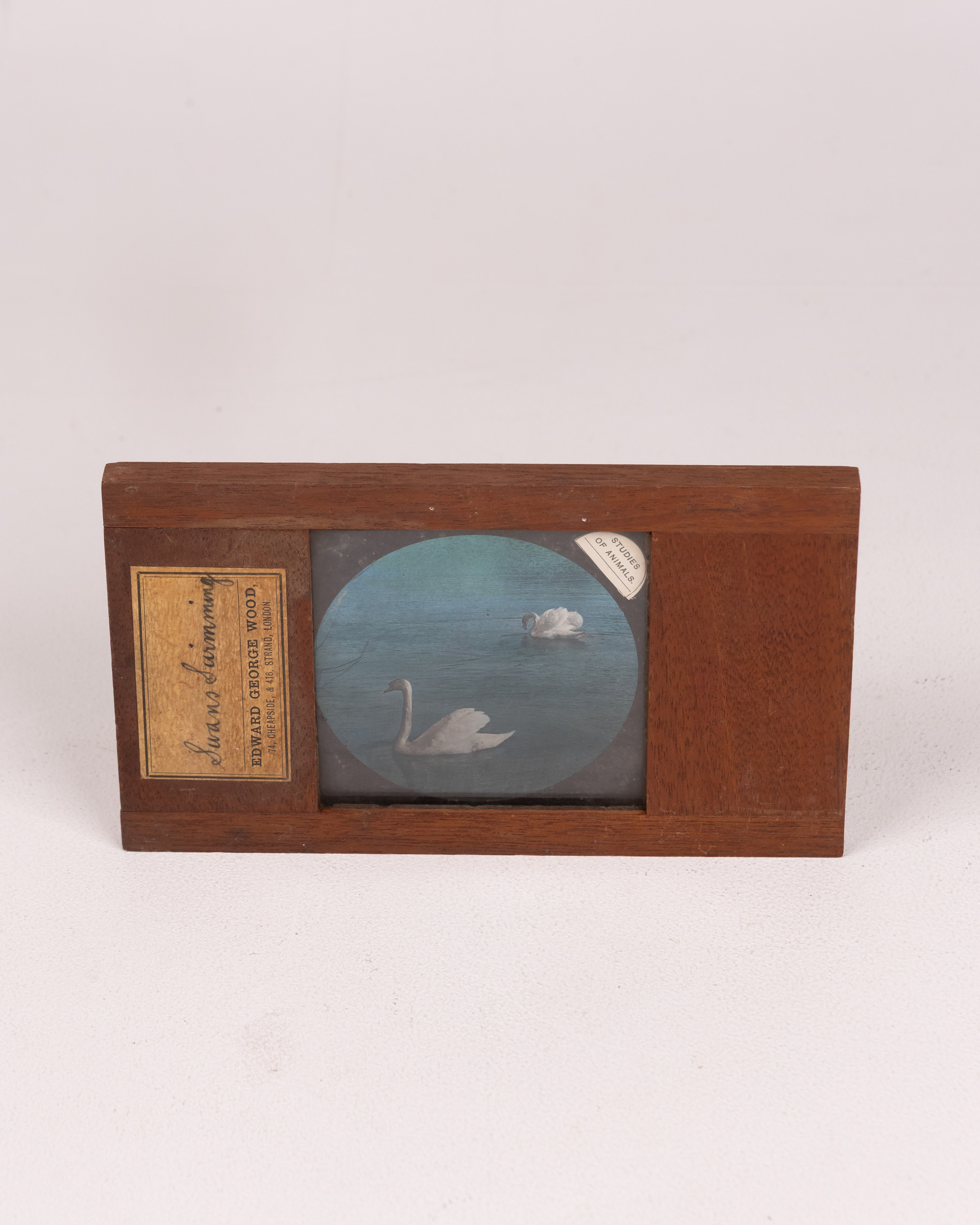 Edward George Wood Stereoscopic Slide, Swans in Water Scene, c.1900