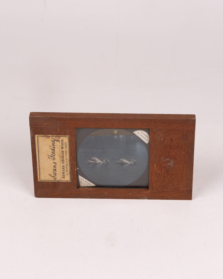 Edward George Wood - Swans Feeding - Antique Magic Lantern Slide