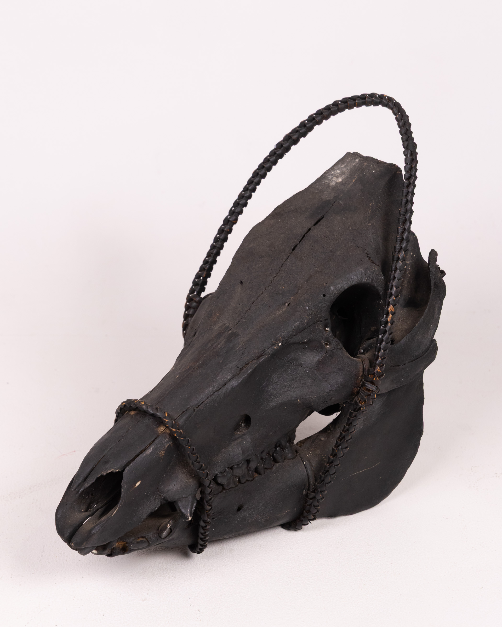 Tribal Ifugoa Black Pig Skull with Braided Rope Decor