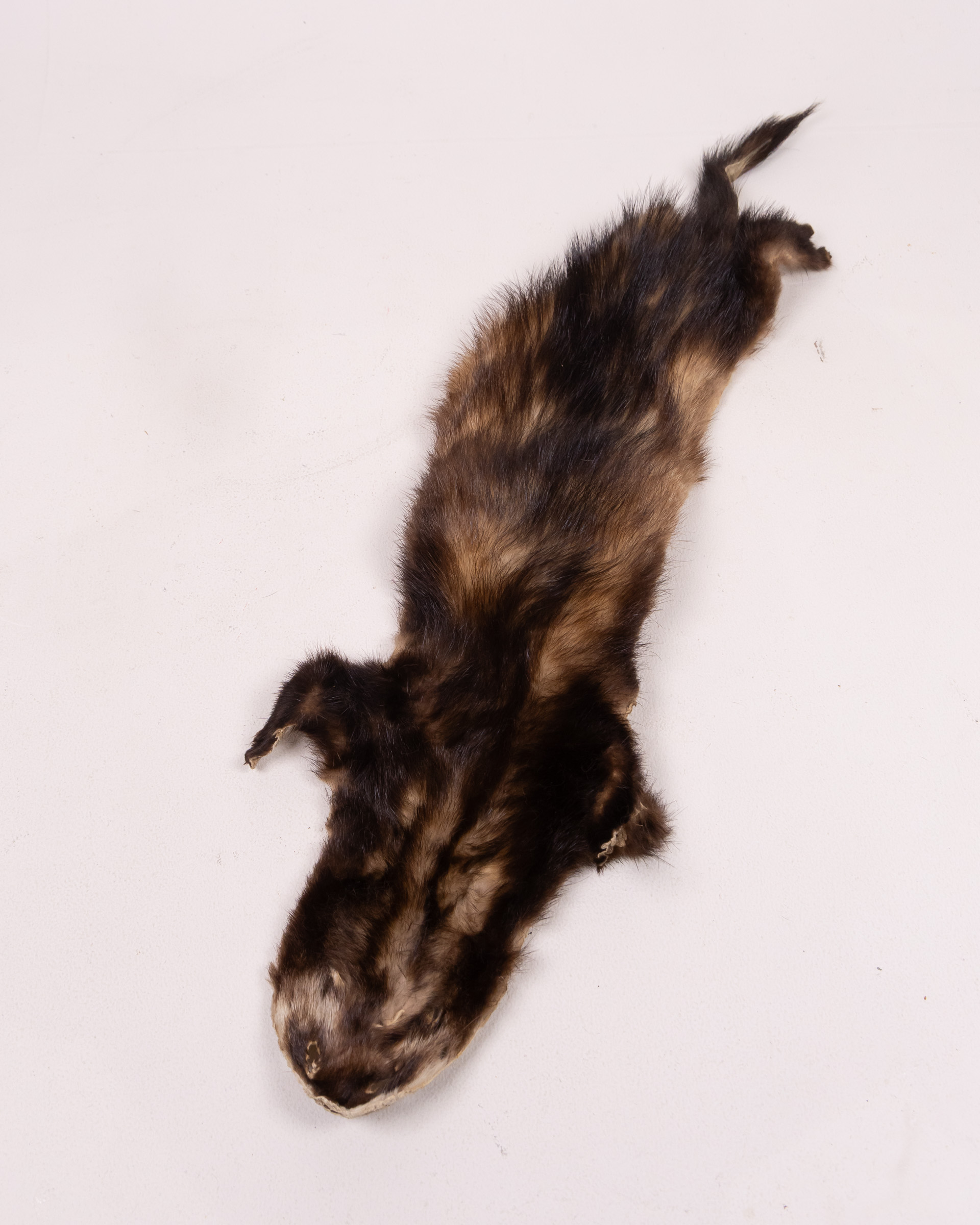 Vintage Polecat Pelt with Dark Fur