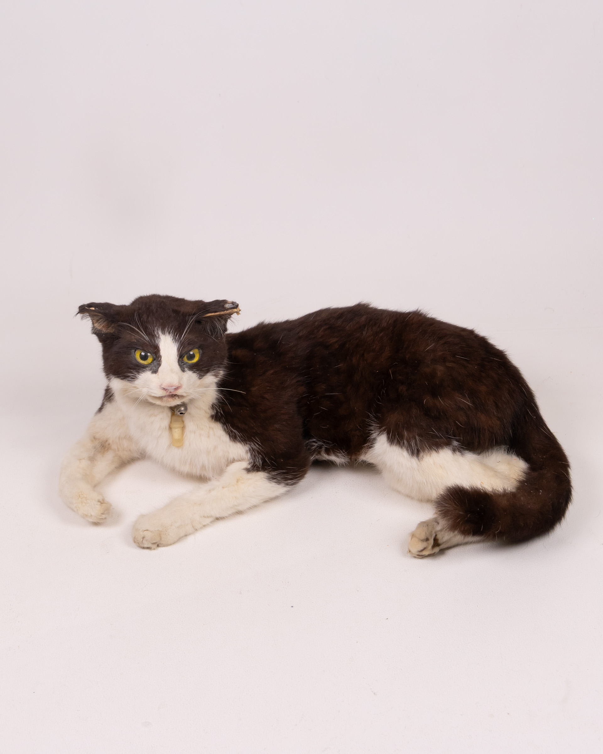 Vintage Taxidermy Tuxedo Cat
