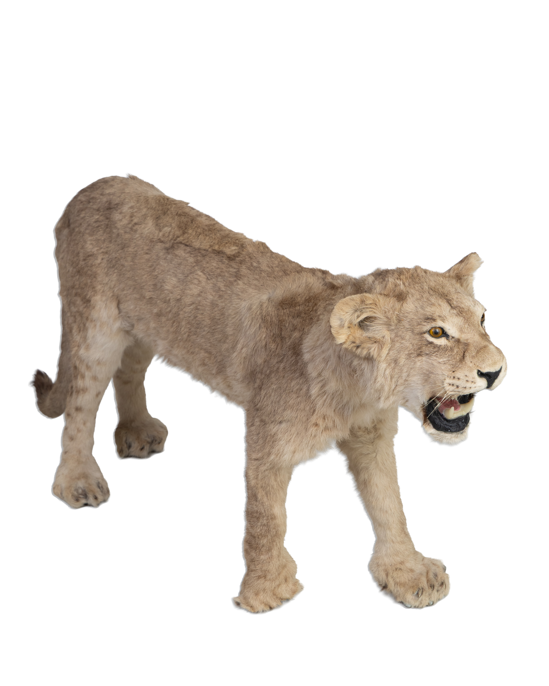 Taxidermy Lion Cub