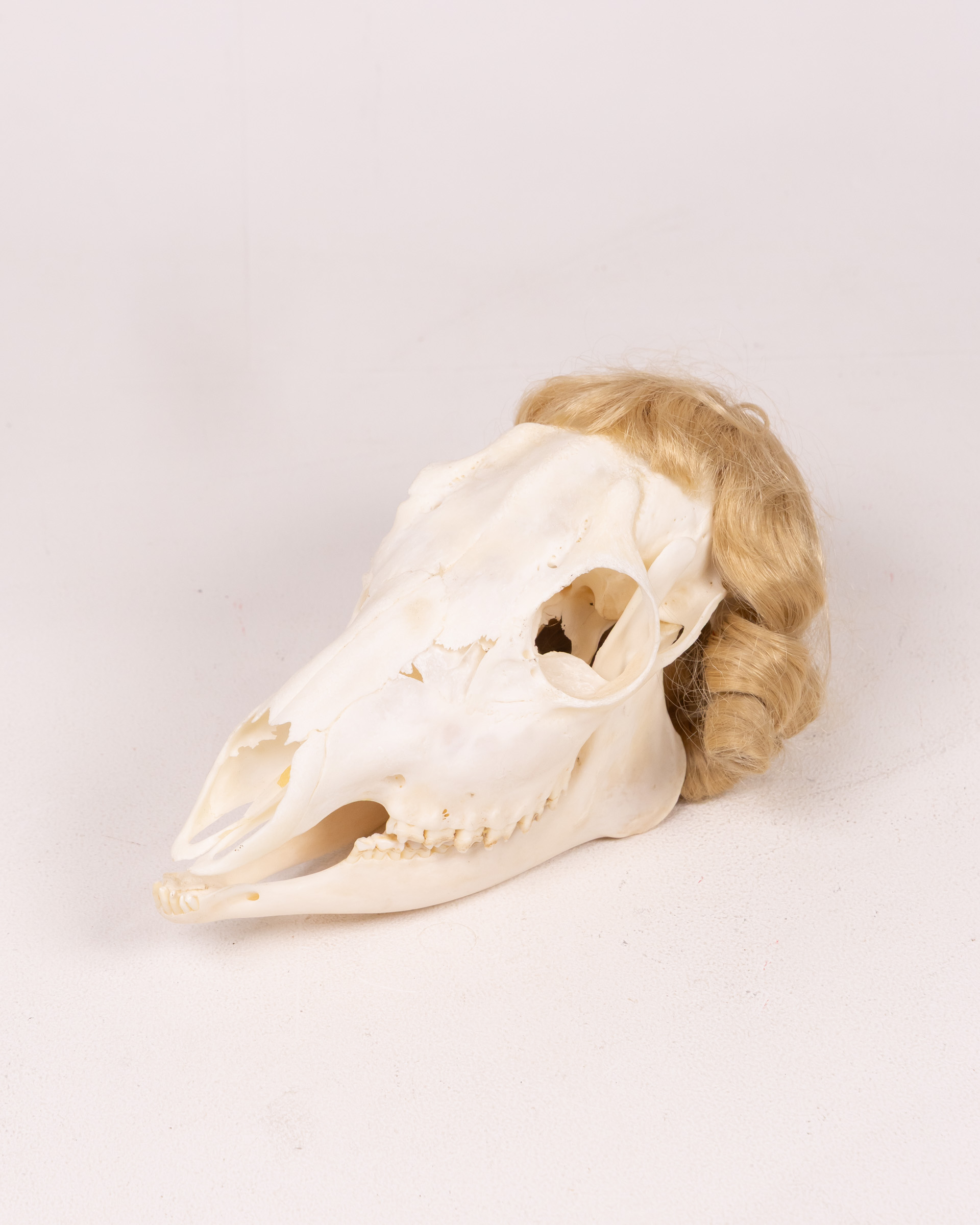 Roe Doe Animal Skull Specimen