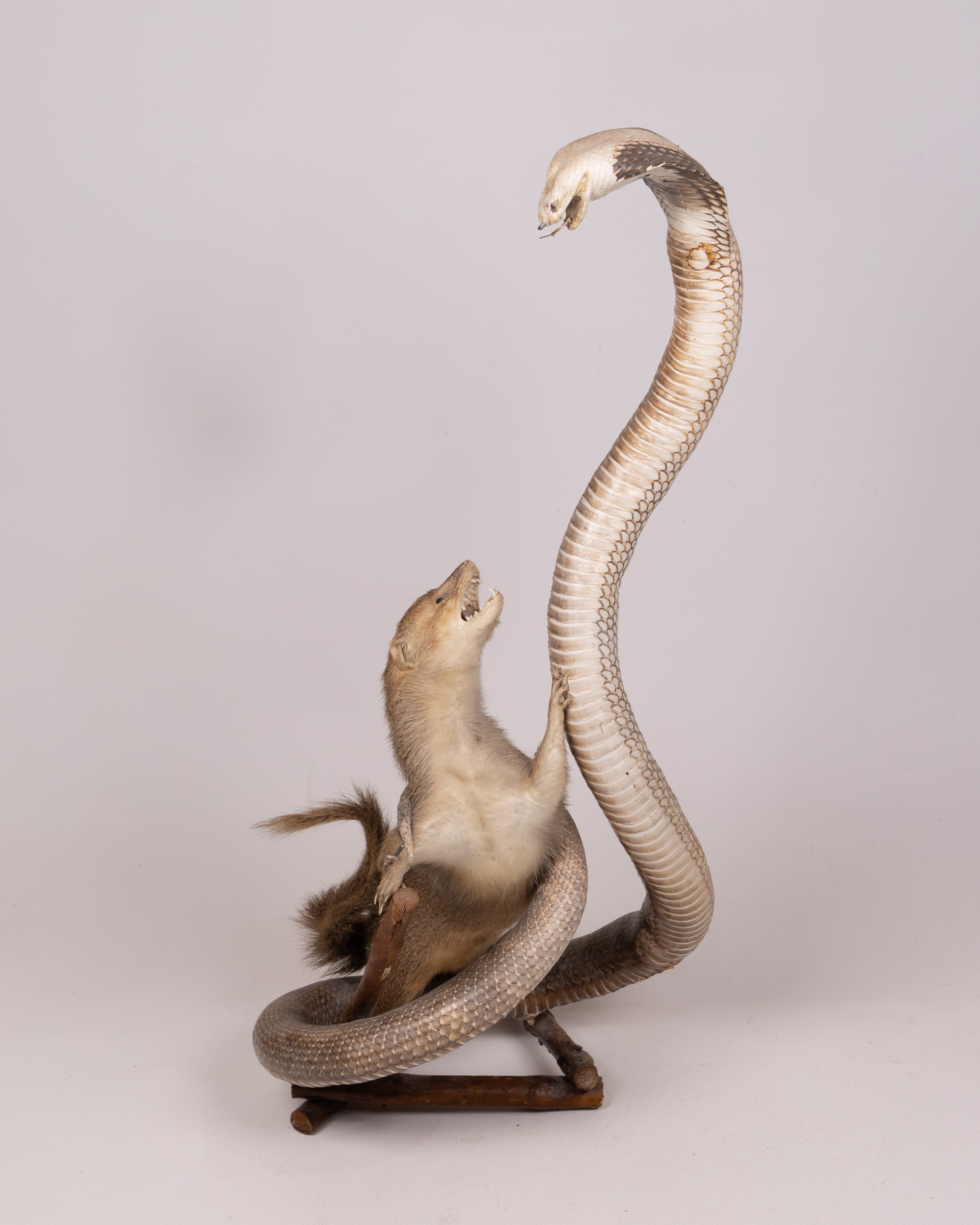 Taxidermy Mongoose vs. Cobra Display, Unique Natural History Decor