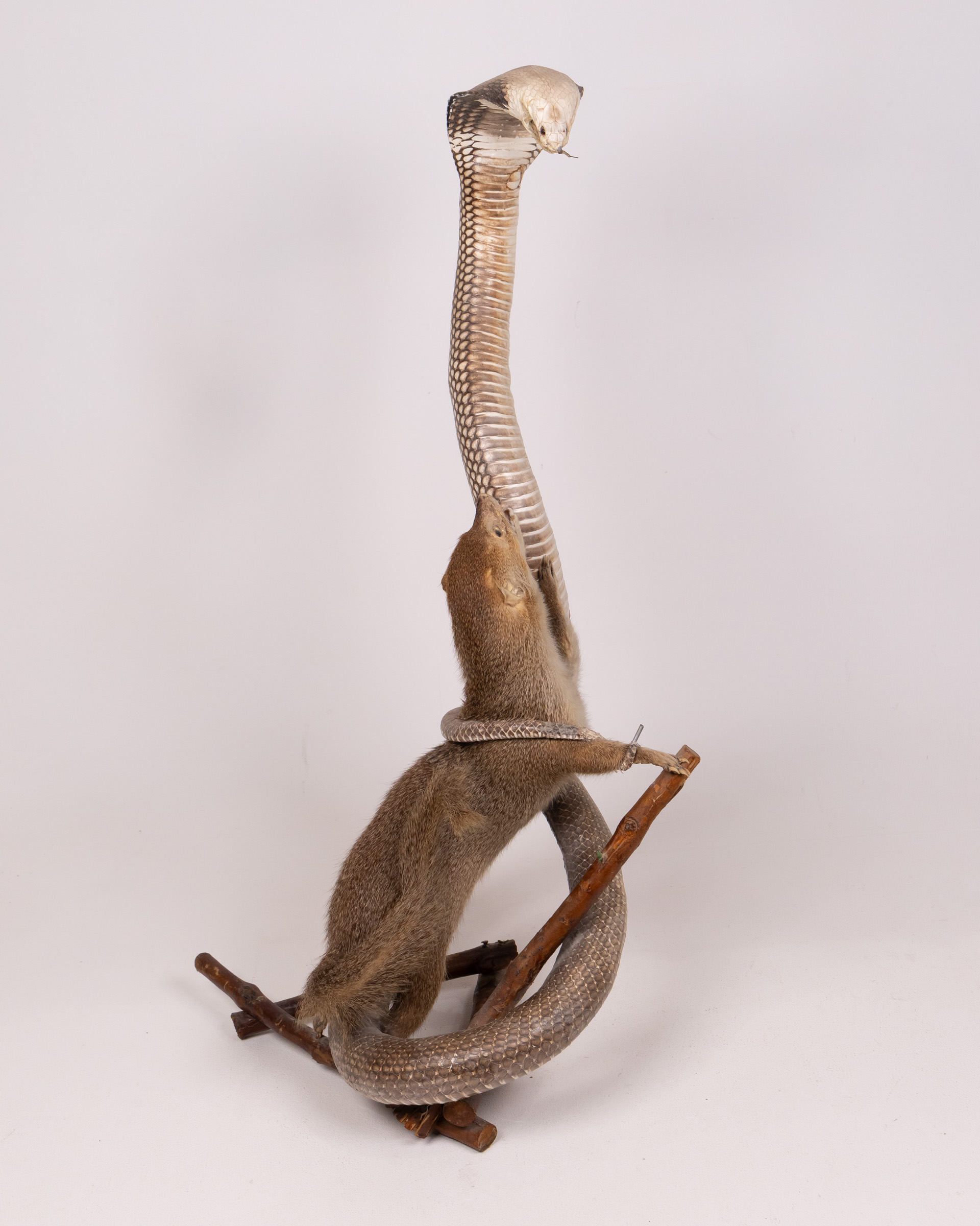 Taxidermy Mongoose vs. Cobra Display, Unique Natural History Decor