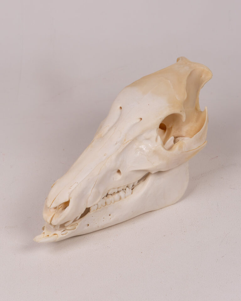 Juvenile Wild Boar Skull Specimen
