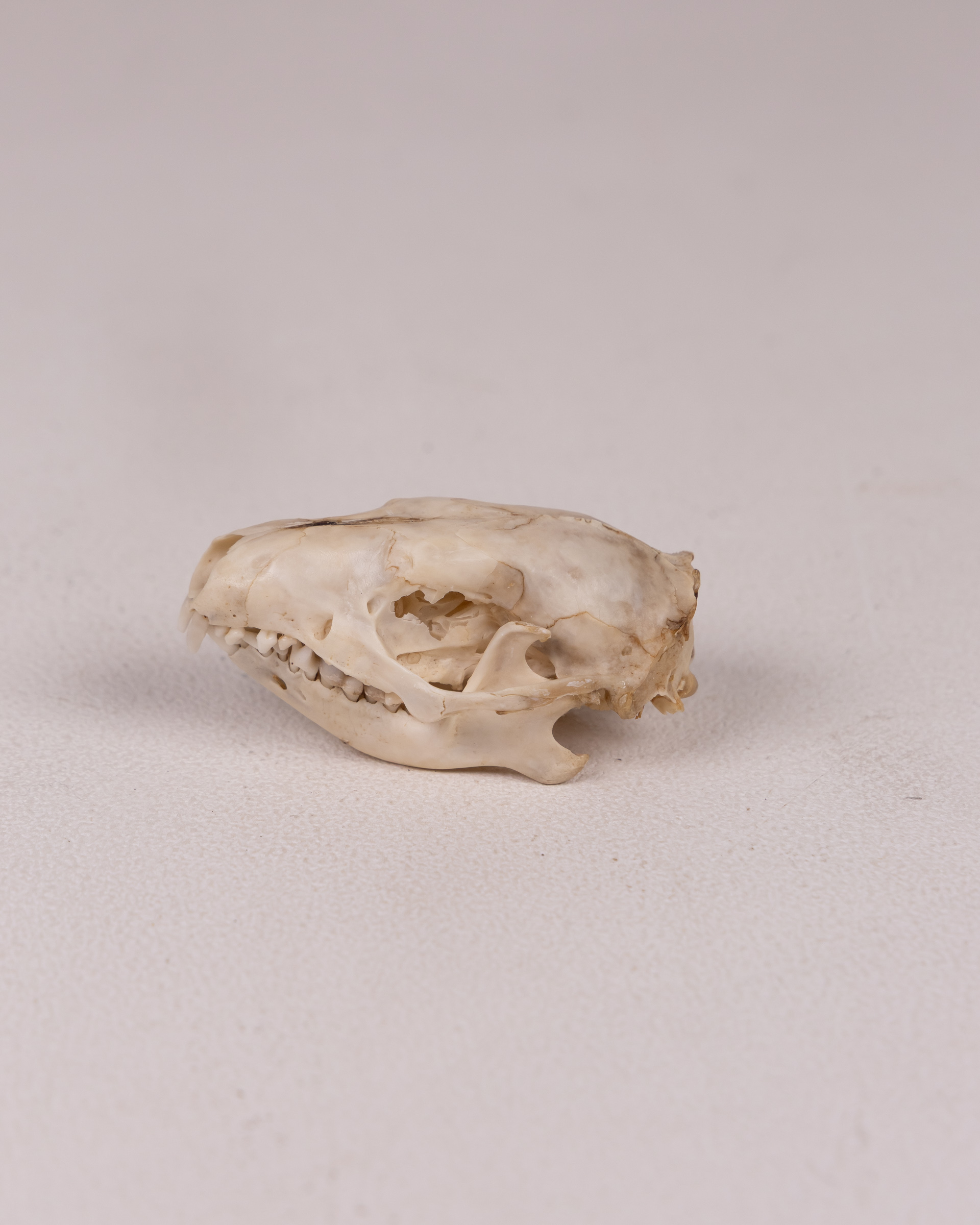 Hedgehog Animal Skull Specimen
