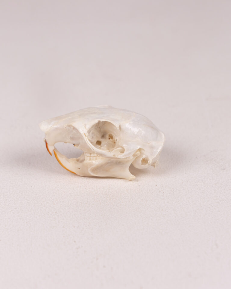 Gray Squirrel Animal Skull Specimen