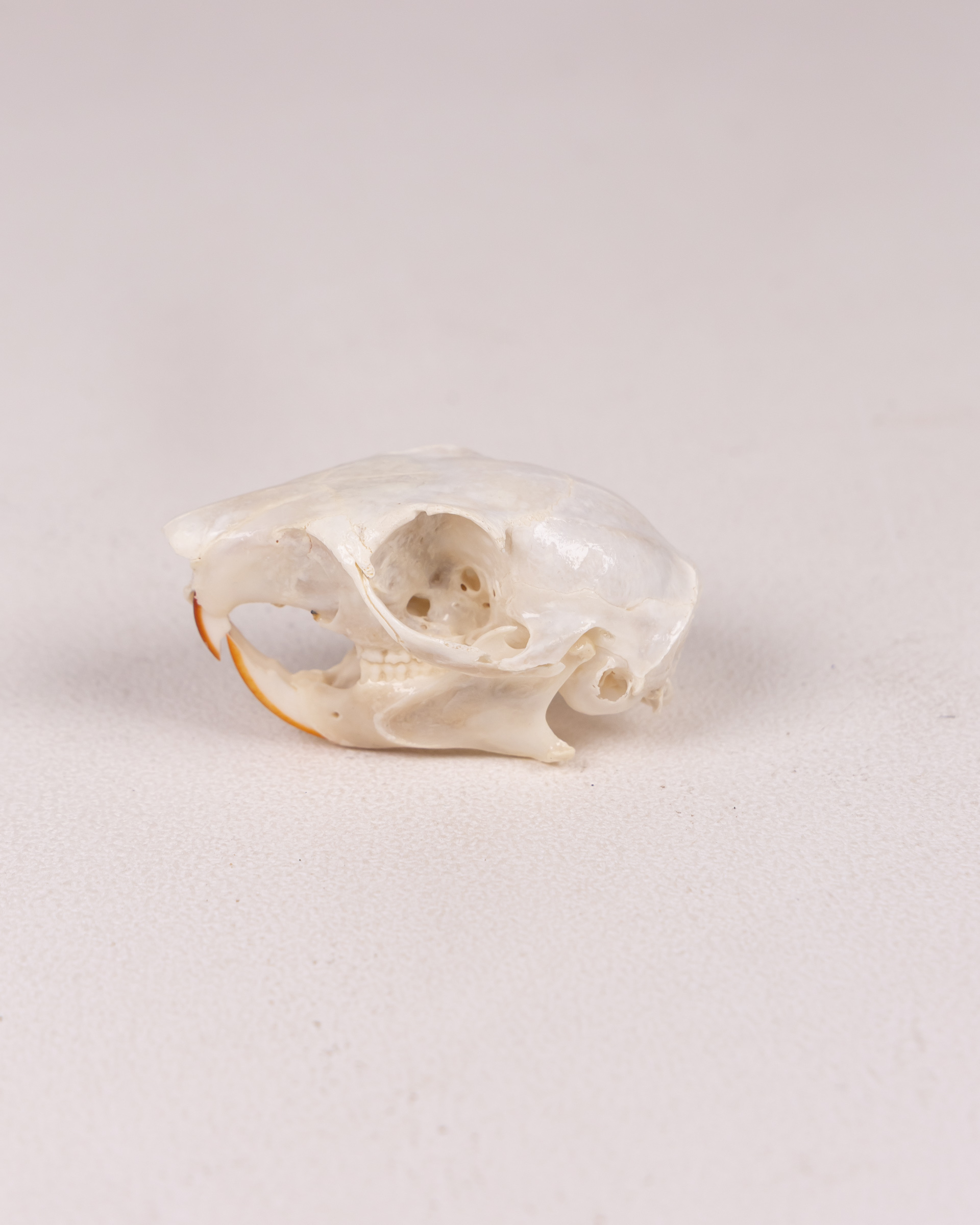 Gray Squirrel Animal Skull Specimen