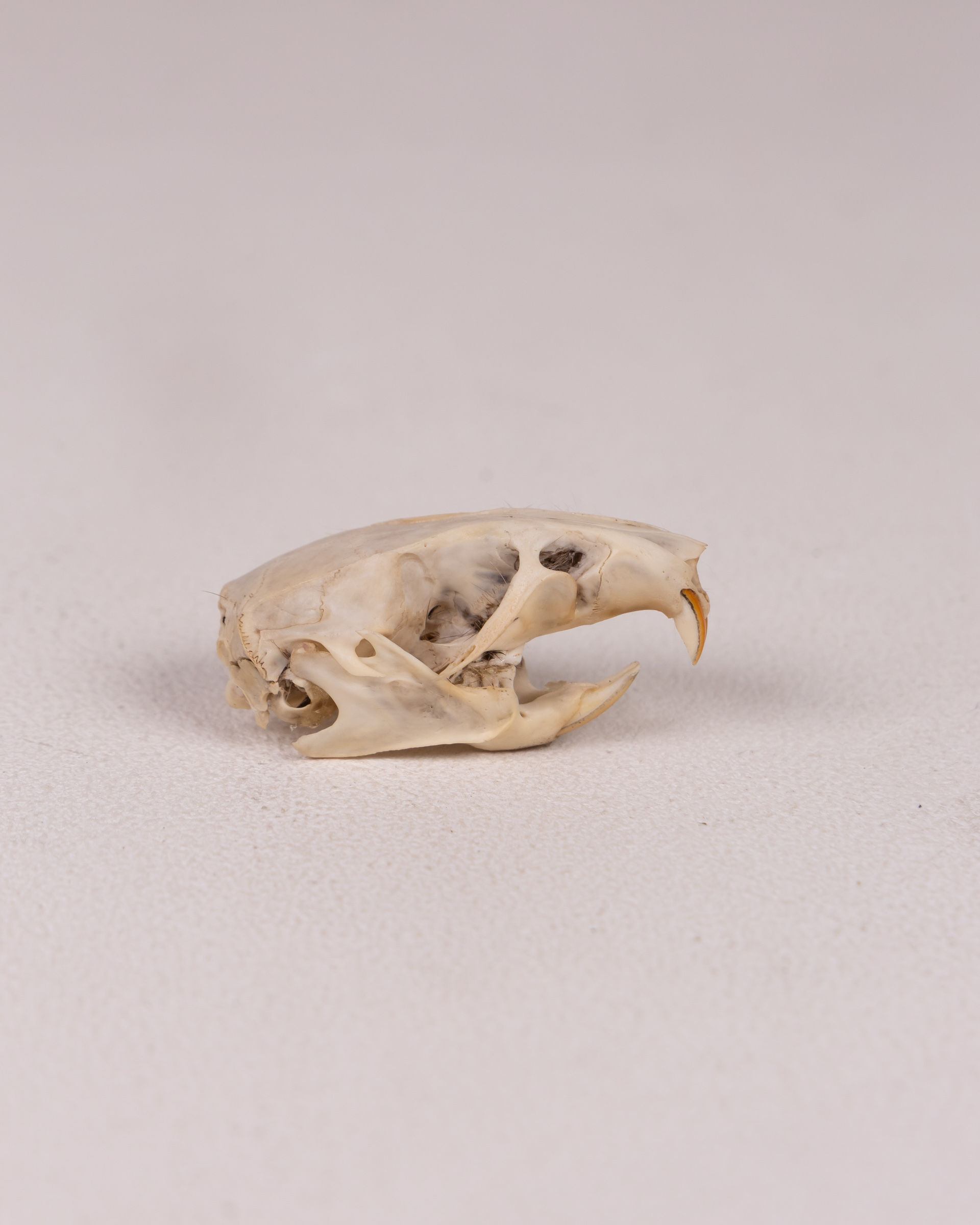 Brown Rat Animal Skull Specimen