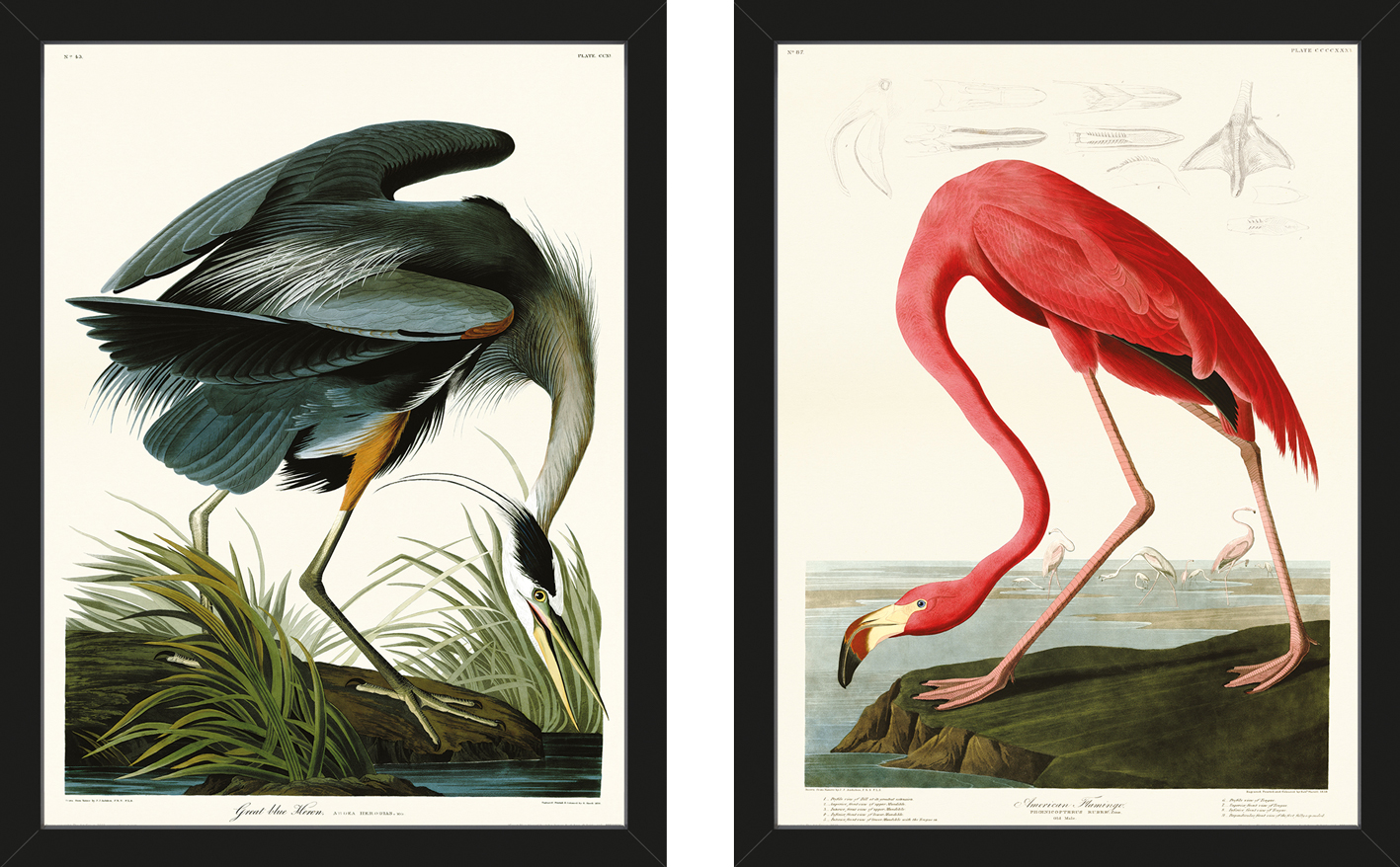 John James Audubon (Great Blue Heron / American Flamingo) Framed Print Set
