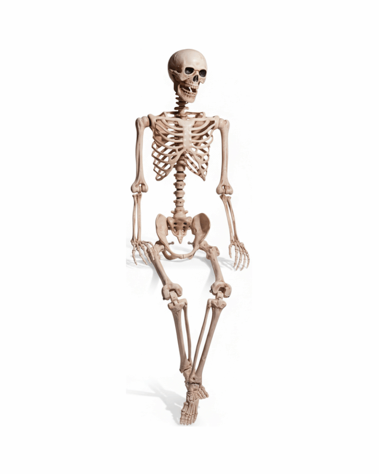 Poseable Plastic Skeleton - 1.5m
