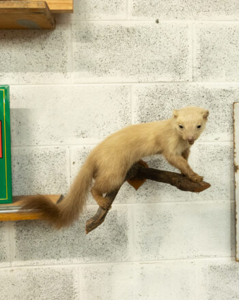 Wall Mounted Beech Marten Taxidermy on Branch