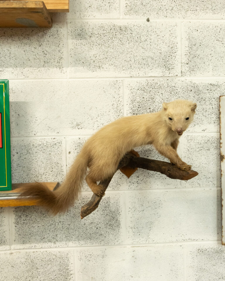 Wall Mounted Beech Marten Taxidermy on Branch