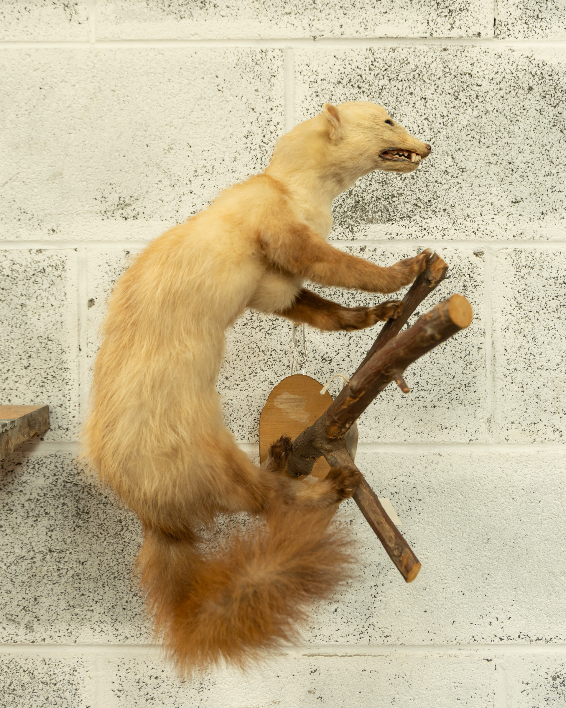 Vintage Taxidermy Beech Marten Mount with Branch