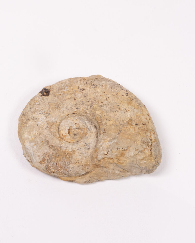 Fossil Stone Ammonite with Natural Markings