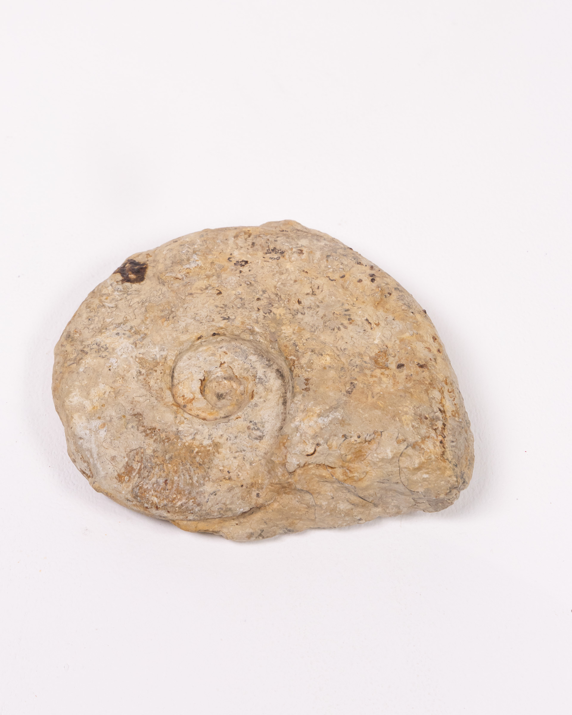 Fossil Stone Ammonite with Natural Markings