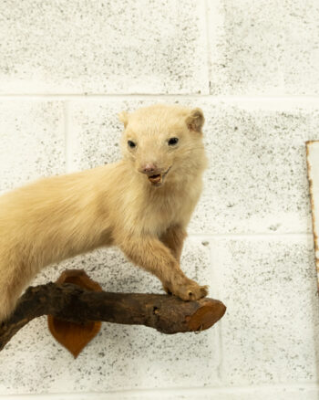 Wall Mounted Beech Marten Taxidermy on Branch