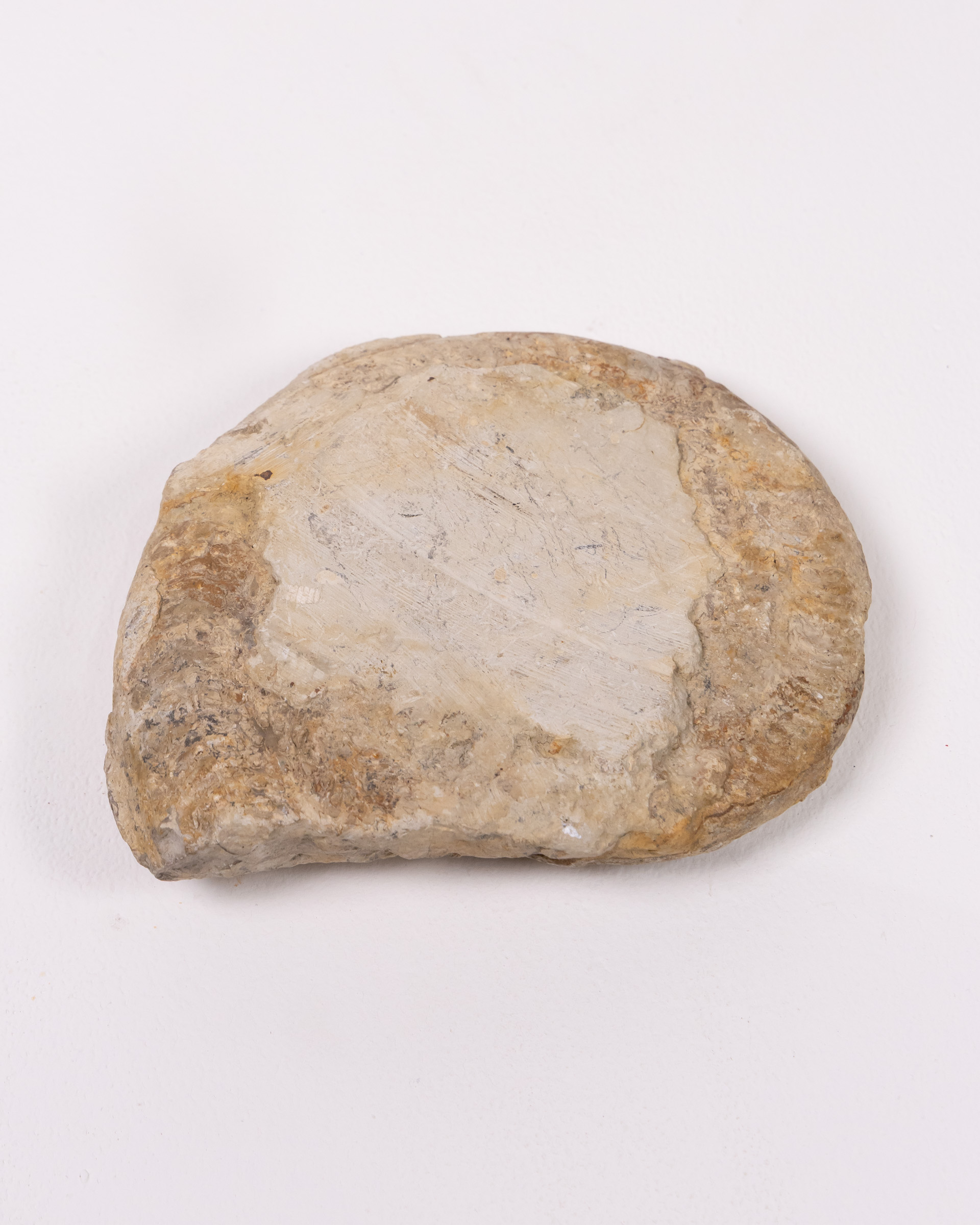 Fossil Stone Ammonite with Natural Markings - Image 2