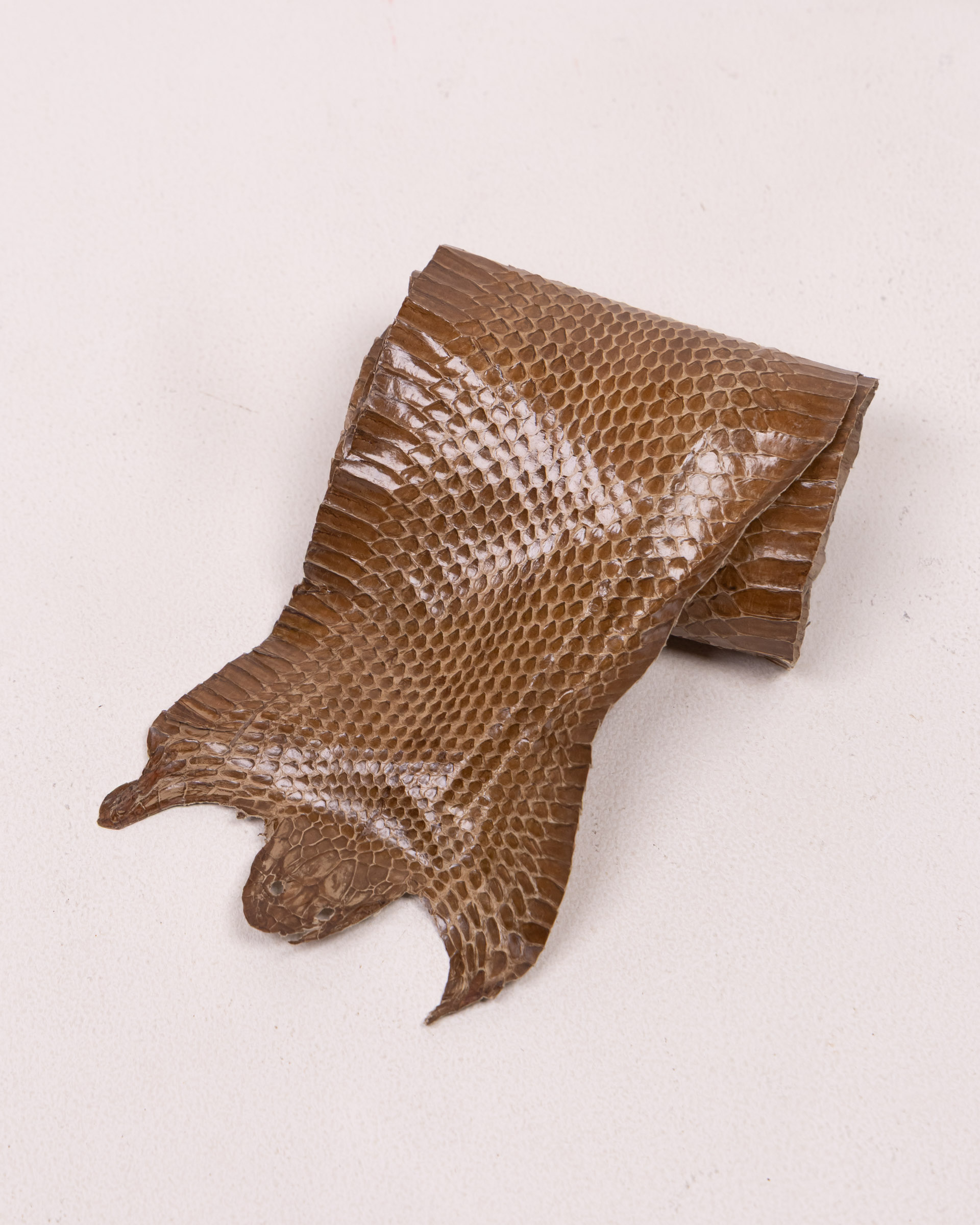 Vintage Reptile Skin with Scale Pattern