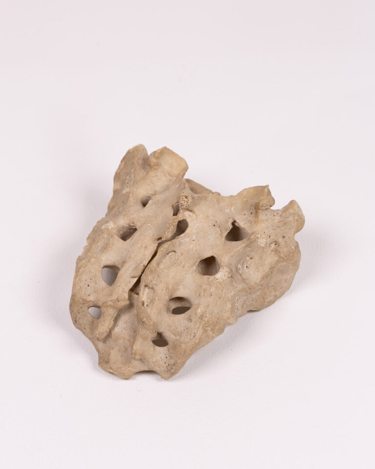 Natural Human Sacrum Bone