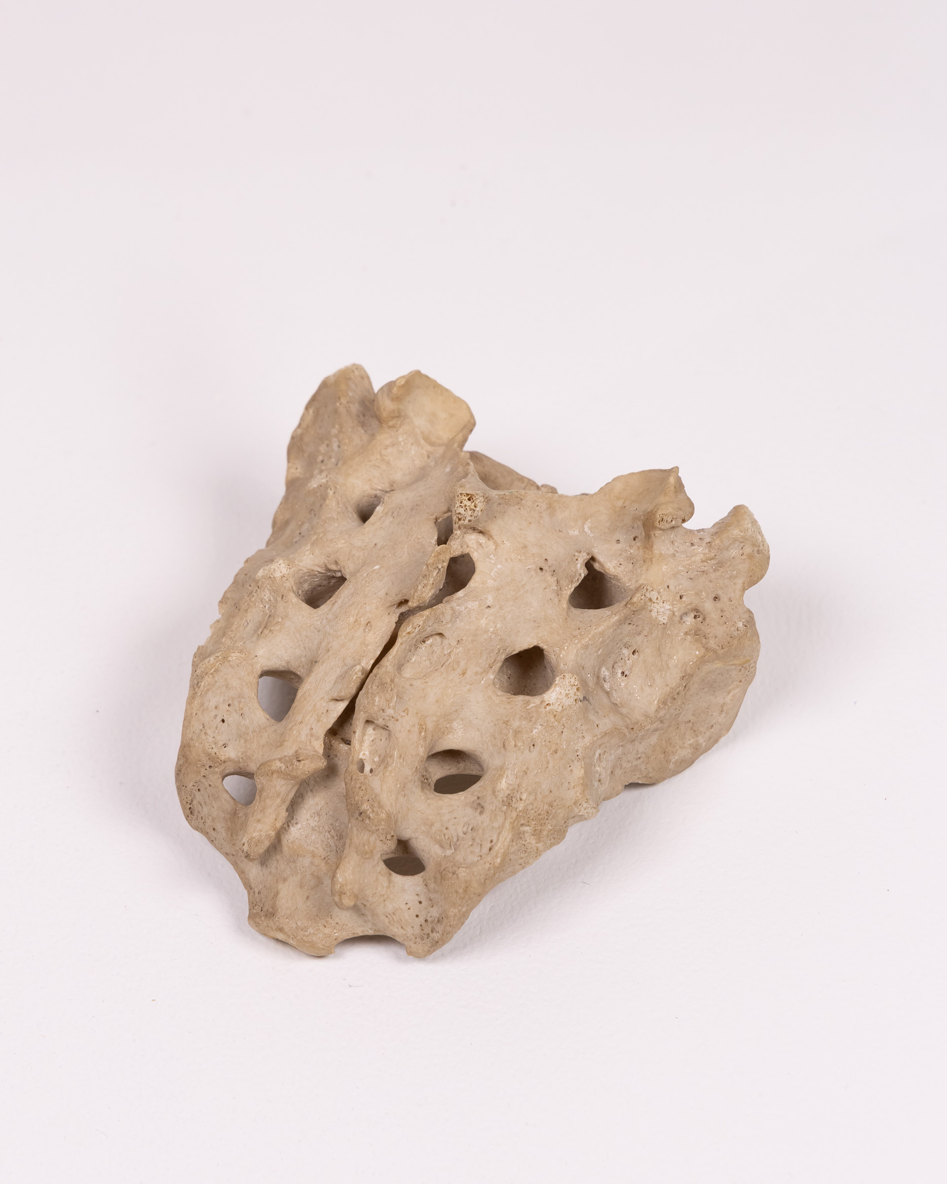 Natural Human Sacrum Bone