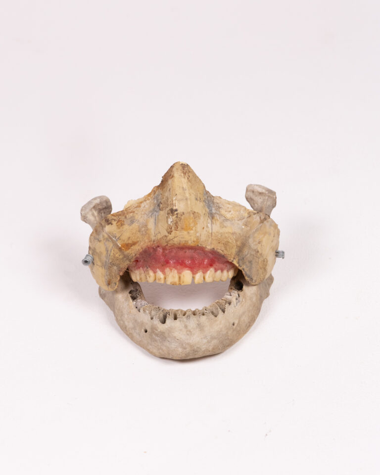Vintage Anatomical Plastic Dental Teaching Model