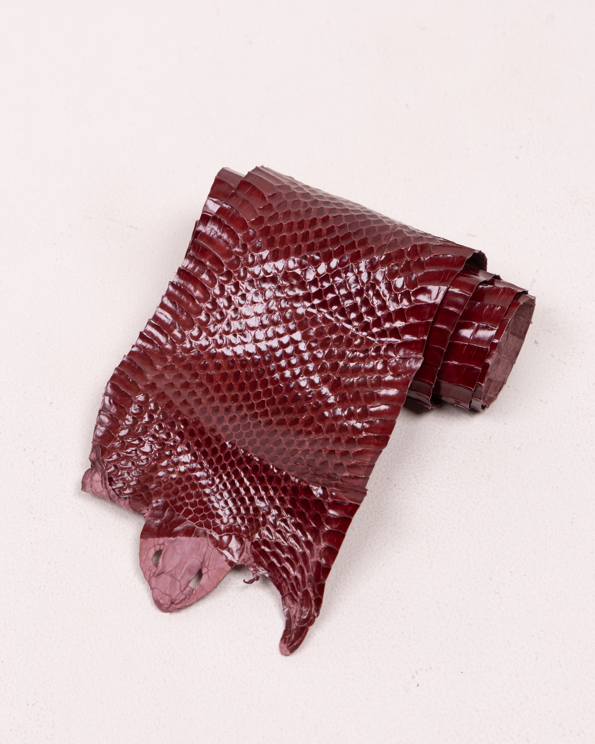 Reptile Skin with Scaled Texture