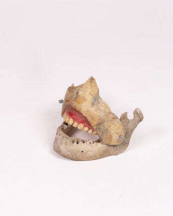 Vintage Anatomical Plastic Dental Teaching Model