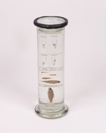 Vintage Glass Fish Life Cycle Display with Specimens