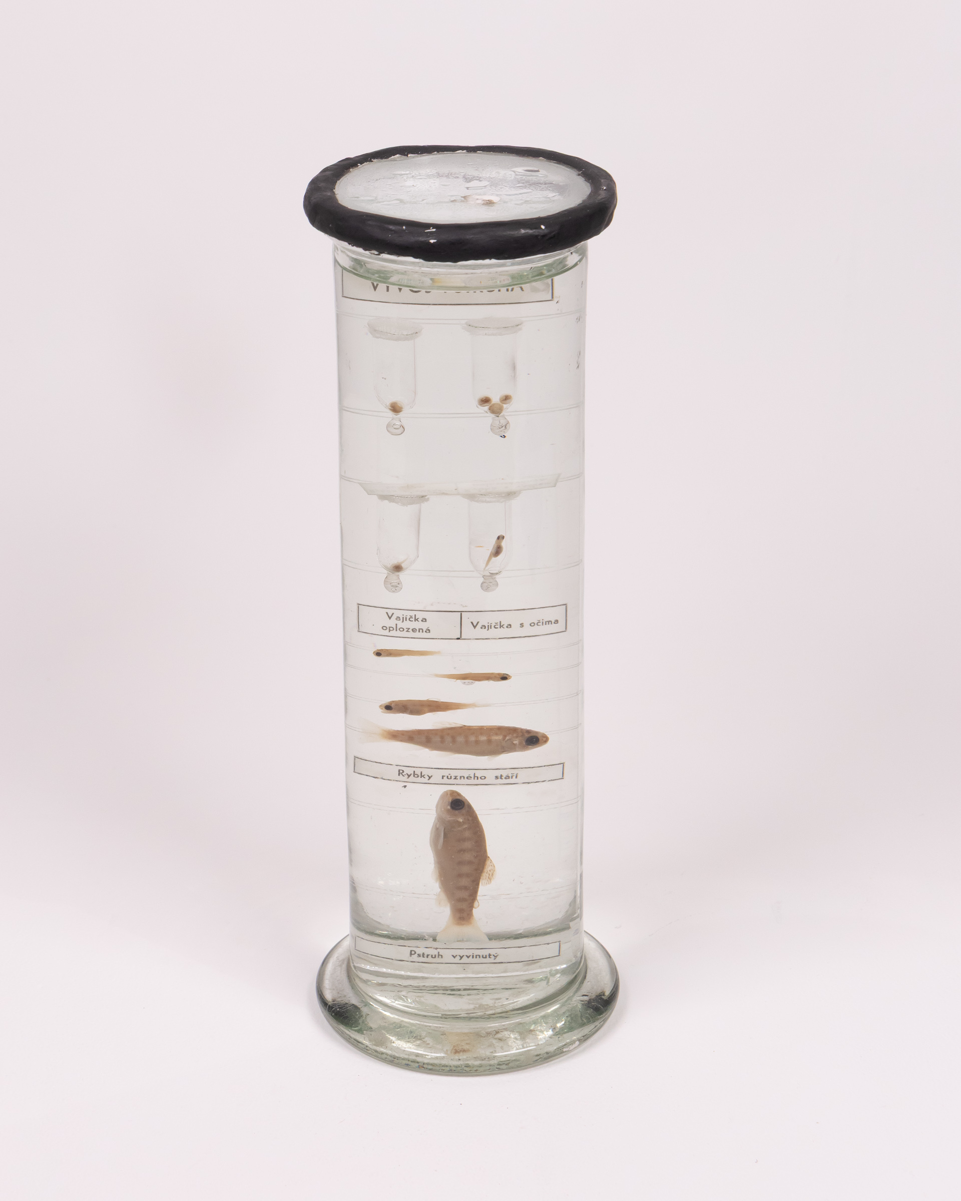 Vintage Glass Fish Life Cycle Display with Specimens