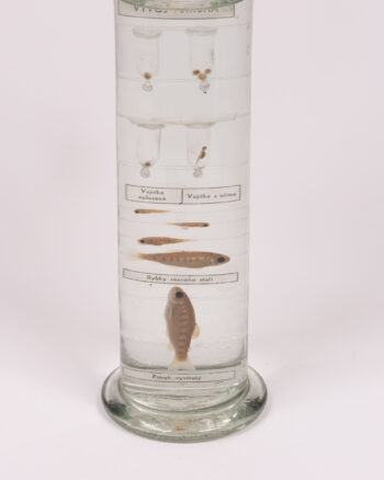 Vintage Glass Fish Life Cycle Display with Specimens