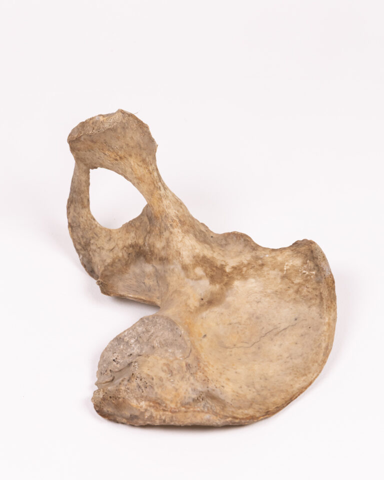 Antique Human Bone Pelvis, Natural History Specimen