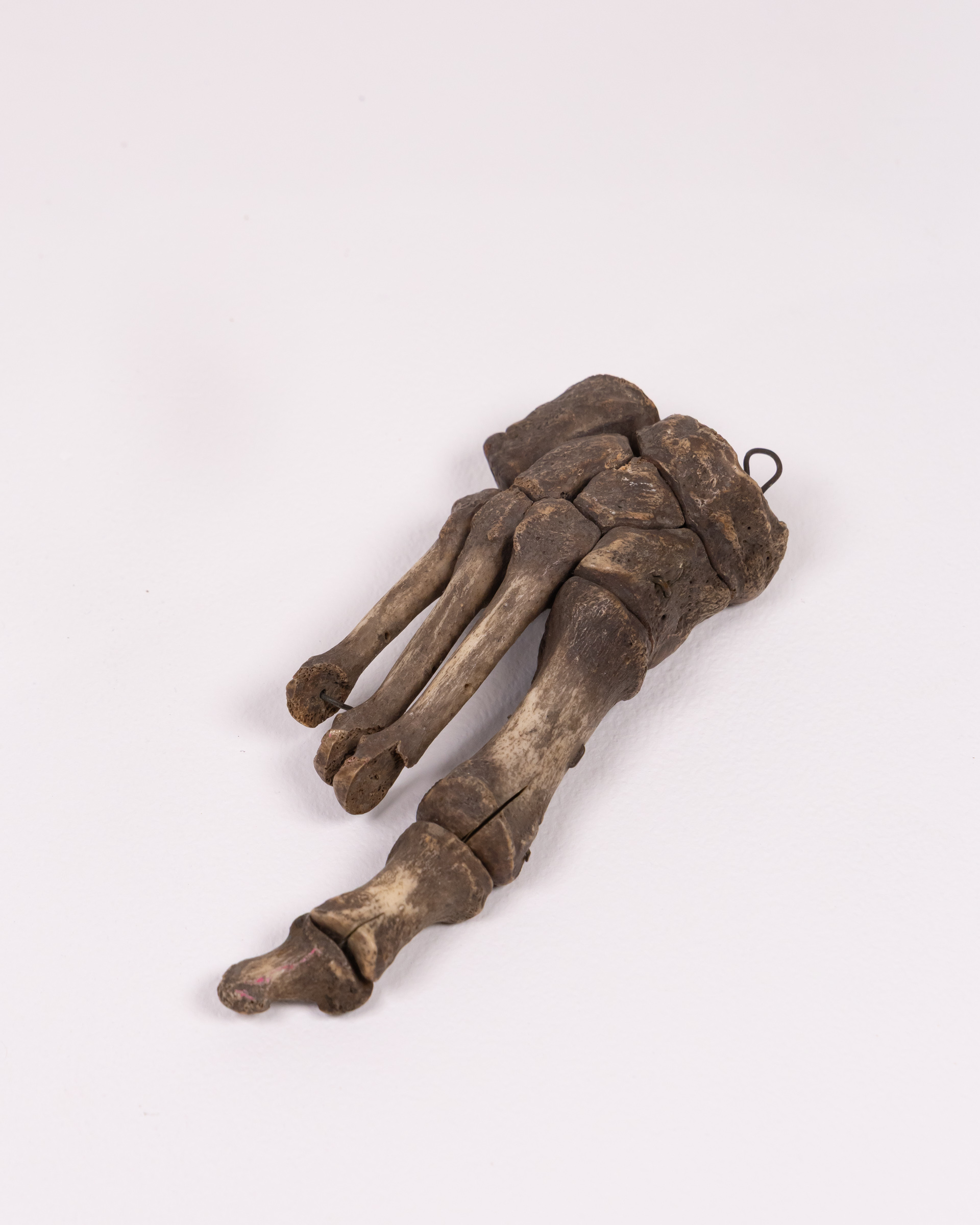 Vintage Human Foot Bones with Metal Wire