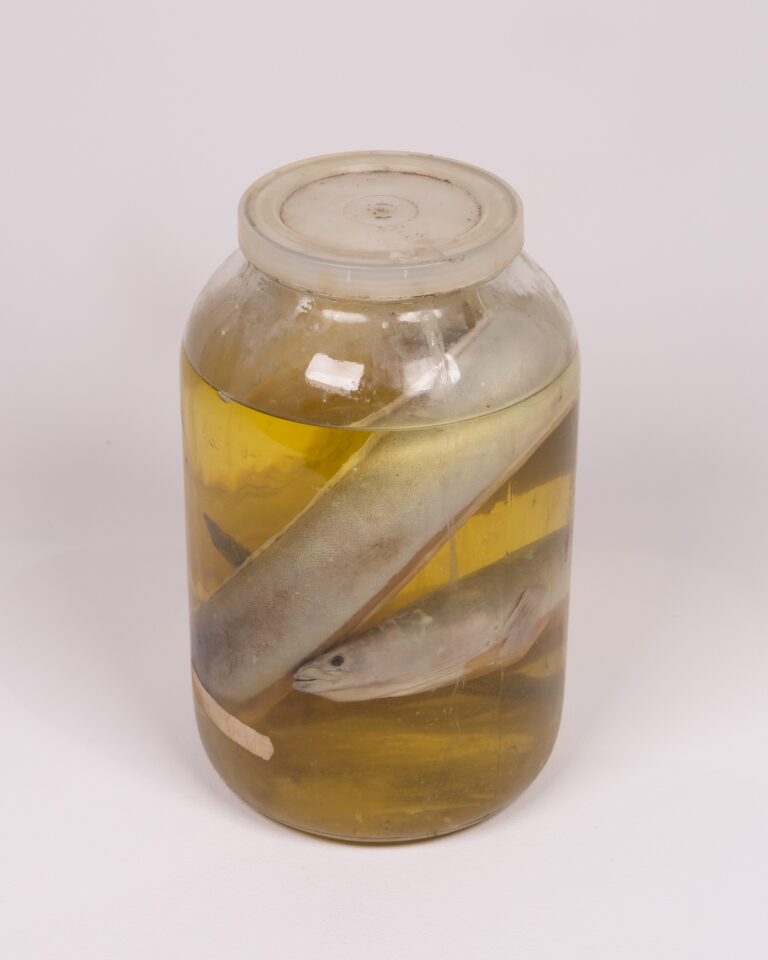Vintage Preserved Large Eel in Glass Jar with Lid