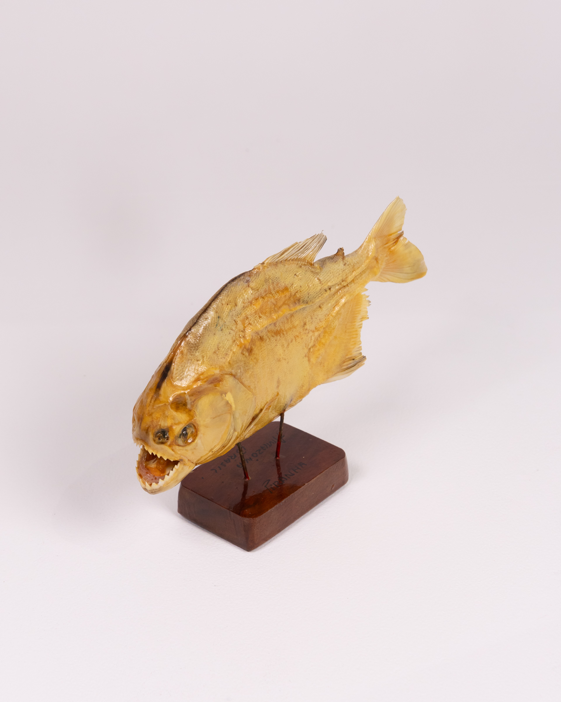 Taxidermied Piranha Fish with Amazonia Brasil Inscription