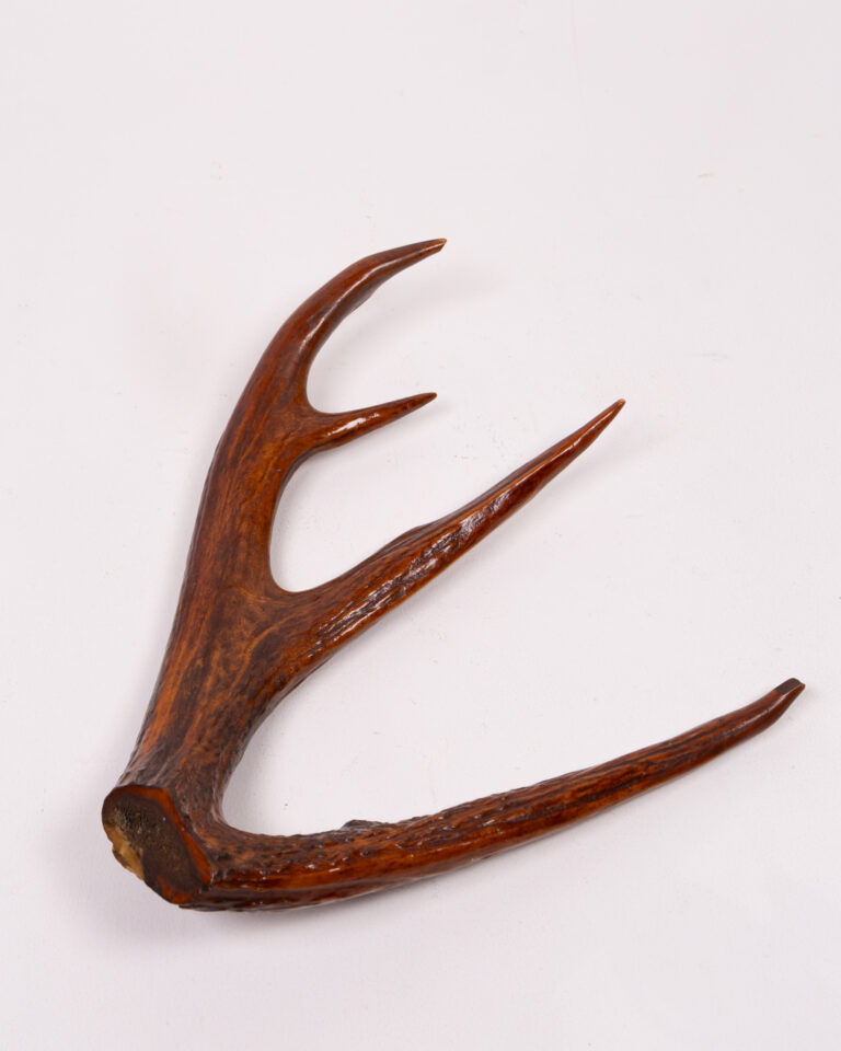 Natural Brown Deer Antler Horn Display