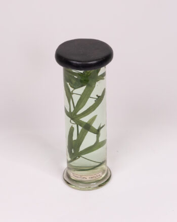 Vintage Glass Botanical Specimen Jar with Plant