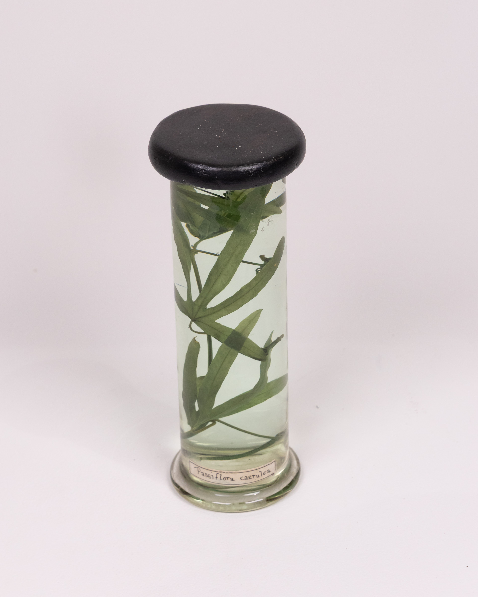 Vintage Glass Botanical Specimen Jar with Plant