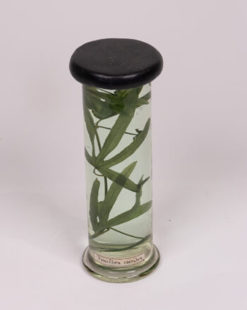 Vintage Glass Botanical Specimen Jar with Plant